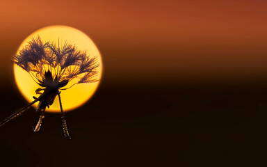 Dark silhouette of wild flower and drops against bright colorful sunset sky with setting sun light. Wild nature at sunrise.