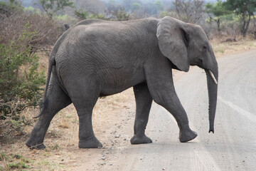 Fototapeta na wymiar elefant in savannah