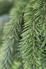 pine needles
