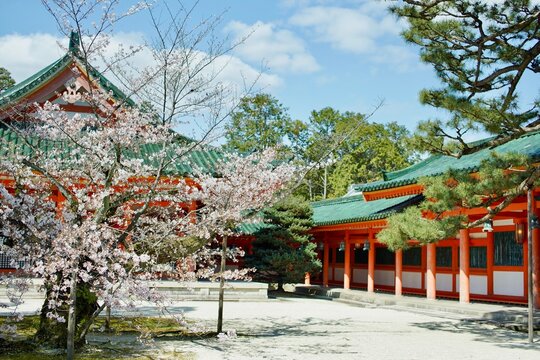 桜と神社