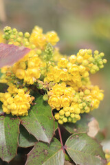 yellow flowers in the garden