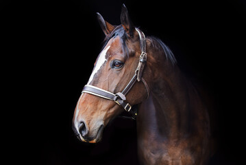 Fototapeta na wymiar Horse and pony's face isolated against black background