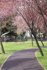 spring in the park