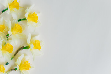 Beautiful flowers of yellow daffodil (narcissus) on a light yellow background.