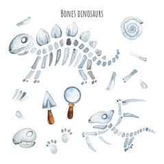 Cute watercolor bones dinosaurus collection. Perfect for kids education, school, archeology, baby shower, planner graphics, stickers etc