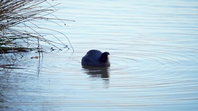 b&auml;sshuhn  (Fulica atra)