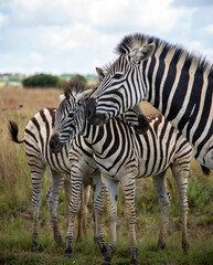 Fototapeta na wymiar A small herd of zebras, Rietvlei Nature Reserve, Gauteng, South Africa.