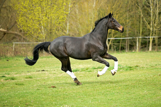 Bay horse wearing white boots galloping and bucking playfully in a grassy paddock