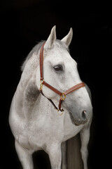 Horses head against black background