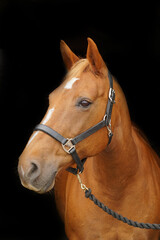 Horses head against black background