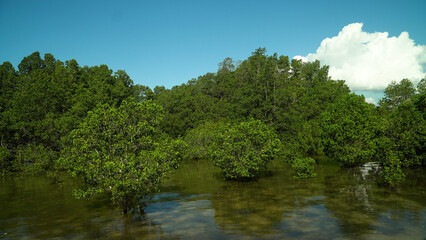 Mangrove trees in the water on a tropical island. An ecosystem in the Philippines, a mangrove forest. Mindanao, Philippines.