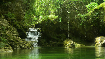 Fototapeta premium The river in the rainforest among the green lush vegetation. Bohol, Philippines. Danicop Ticugan Spring.