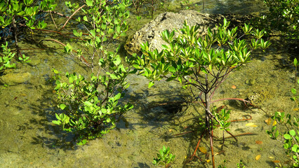 Obraz na płótnie Canvas Young mangroves in the water. Mangrove trees in the water on a tropical island. An ecosystem in the Philippines, a mangrove forest. Mindanao, Philippines.