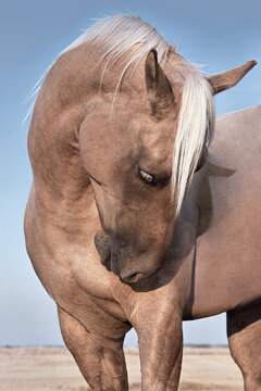 portrait of a horse