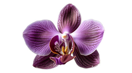 Fototapeta na wymiar Close-up of an orchid flower