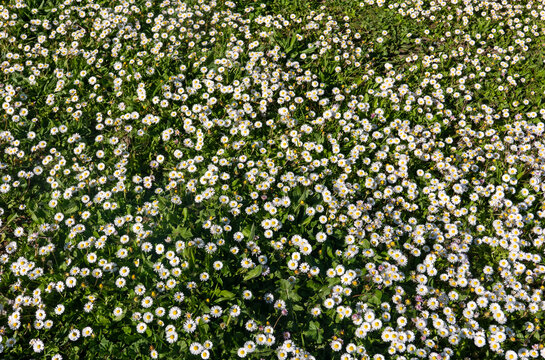 allegro tappeto erboso pieno di margherite in primavera