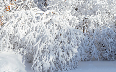 Sunny day after snow storm in forest	