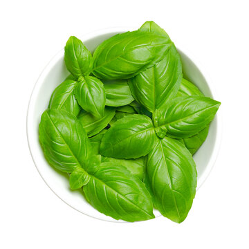 Fresh green sweet basil leaves, in a white bowl. Also known as great basil or Genovese basil, Ocimum basilicum, a culinary herb in the mint family, and a tender plant, used in cuisines worldwide.