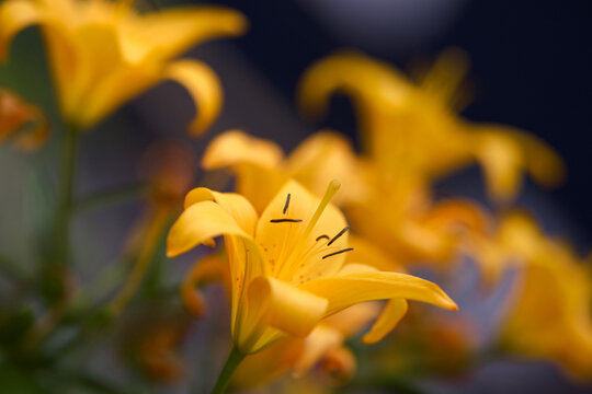 yellow flower closeup