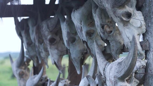 a collection of carcasses of buffalo heads in Baluran National Park, Indonesia, which are used as a welcome sign