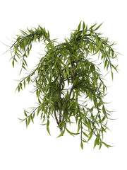Bamboo leaves shrub bush mockup. 3d rendering. 3d illustration