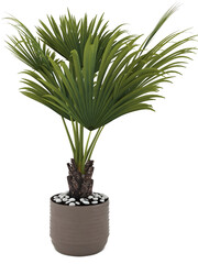 Everglades Palm plants on pot mockup. 3d rendering. 3d illustration