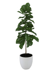 Catappa plants on white pot mockup. 3d rendering. 3d illustration