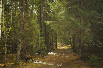 Obraz premium forest path among spruce and pine trees on a spring day. change of seasons
