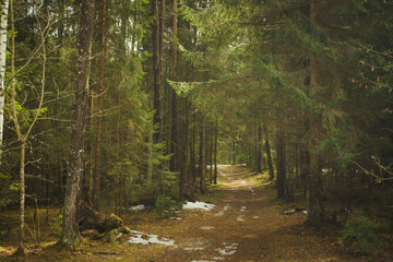 forest path among spruce and pine trees on a spring day. change of seasons