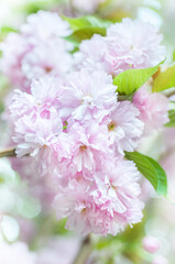Soft focus, pink cherry blossoms or Sakura flowers on a natural background. Blooming fruit trees in the orchard. Floral banner for agriculture or horticulture business.
