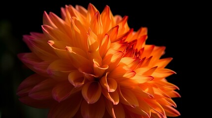 Orange Dahlia at Sunset