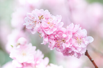 Soft focus, pink cherry blossoms or Sakura flowers on a natural background. Blooming fruit trees in the orchard. Floral banner for agriculture or horticulture business.
