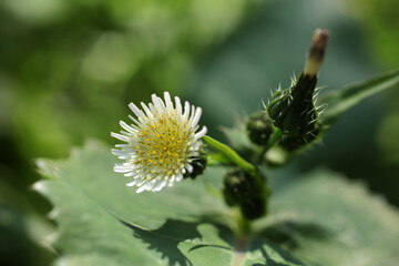 Sonchus oleraceus - common sowthistle - Sow thistle - Smooth sow thistle - Annual sow thistle - Hare's colwort - Hare's thistle - Milky tassel - Milk thistle - Soft thistle