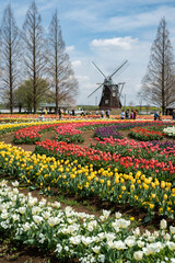 あけぼの山農業公園・春・チューリップ