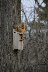 Squirrel