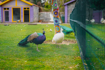 Peacock in park 