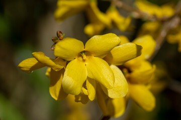 Obraz premium Macro de fleurs de forsythia vert