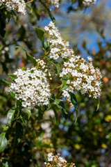 Fleurs de laurentin au printemps