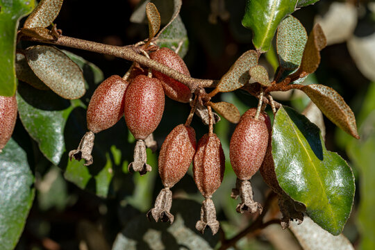 Fruits d'ol&eacute;astre &eacute;pineux