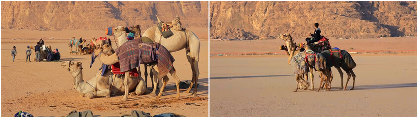 Camels in the desert. Collage of photos.