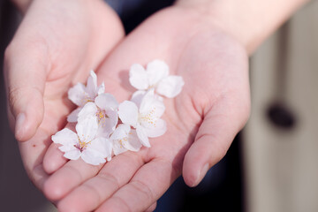 Obraz na płótnie Canvas 桜の花びらを包む
