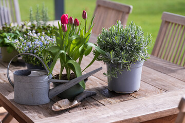Flowers and herbs with a watering can and a shovel prepared to be planted in the garden