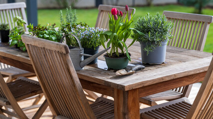 Fototapeta premium Flowers and herbs with a watering can and a shovel prepared to be planted in the garden