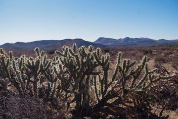 Desert landscape in Nevada