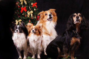 Red and brown collie dogs studio portrait with black background