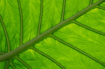 green leaf texture