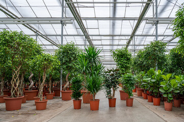 Fototapeta na wymiar Greenhouse with tropical plants