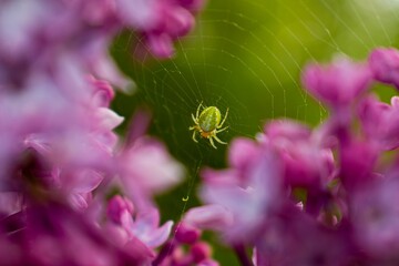 a cute spider in a web in lilac flowers