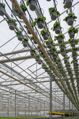 Greenhouse with green plants