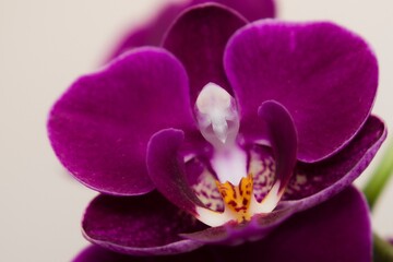 close up of purple orchid flower
